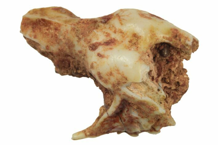 Eocene Fossil Bat (Hipposideros) Skull Section - France #248716